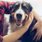 The Worst Dog Breeds For A Tranquil Home