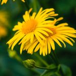 The Potential but Unproven Benefits of the Arnica Plant