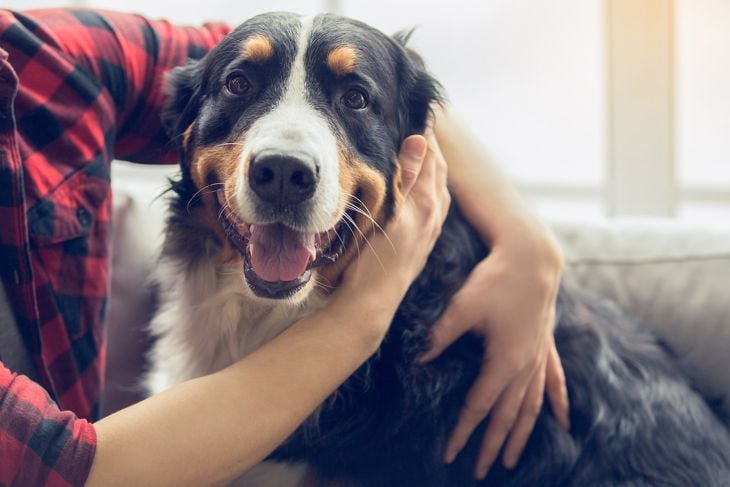 The Worst Dog Breeds For A Tranquil Home