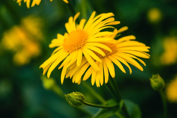 The Potential but Unproven Benefits of the Arnica Plant