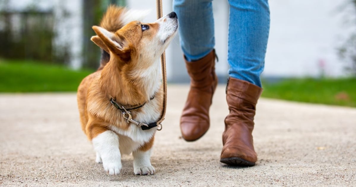 Big Personality, Small Cost The Cheapest Dog Breeds Facty