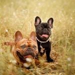 Then and Now: What Dogs Looked Like a Century Ago