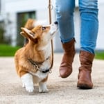 Big Personality, Small Cost: The Cheapest Dog Breeds