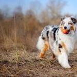 Is Your Dog One of The Least-Trainable Breeds?