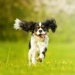 Delightfully Dense Dog Breeds You'll Still Love