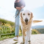 Beware of the Hair: The Dogs That Shed the Most