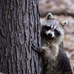 Animal Brainiacs: The World's Smartest Animals