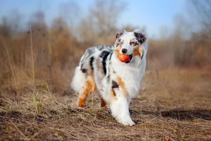 Is Your Dog One of The Least-Trainable Breeds?
