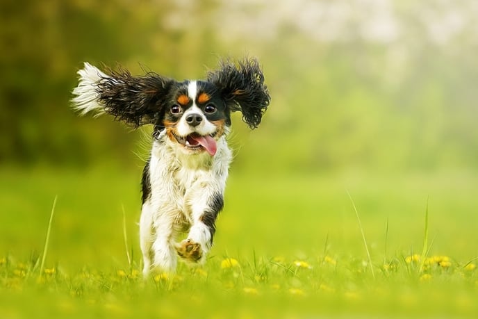 Delightfully Dense Dog Breeds You'll Still Love