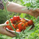 Bountiful Benefits of Tomatoes