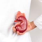 Where are Your Kidneys?