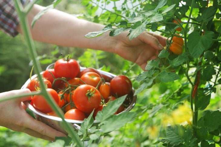 Bountiful Benefits of Tomatoes