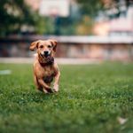 Welcome One of These Healthiest Dog Breeds to Your Family