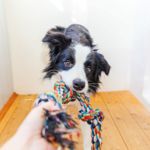 Which Dog Breeds Are the Healthiest?