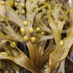 The Lowdown on Bladderwrack