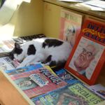 Sometimes You Need a Bodega Cat in Your Life
