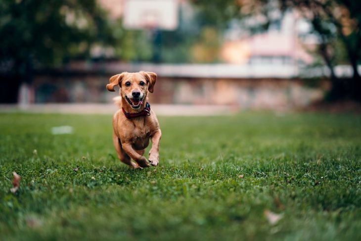 Welcome One of These Healthiest Dog Breeds to Your Family