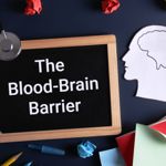 The Role of the Blood-Brain Barrier
