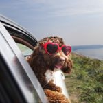 A Healthy Dog Helps Grow a Healthy Family