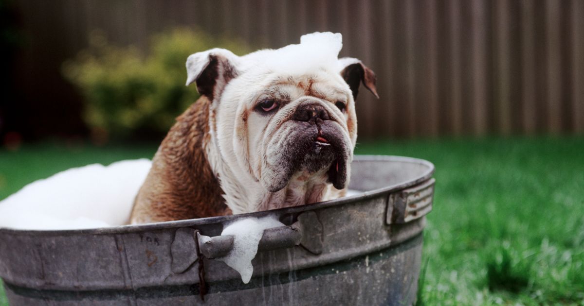 Tips to Identify, Treat, and Prevent Dog Mange Facty