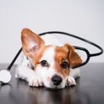 Help! My Dog Has a Slipped Disc!