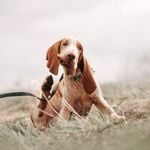 Dog Scratching? Common Causes of Dry Skin in Dogs