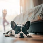 How to Quickly Spot and Treat Yeast Infections in Dogs