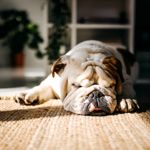 What is Pyoderma in Dogs and How is it Treated?