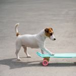 How to Identify, Treat, and Prevent Hip Dysplasia in Dogs