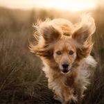 Why Do Dogs Get Skin Tags and What to Do About Them