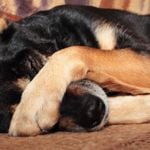 Quit Your Itchin'-- Get Your Dog Over Folliculitis
