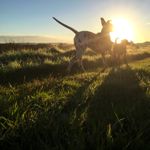 Dog Breeds You'll Love if You Enjoy Being Active