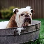 Tips to Identify, Treat, and Prevent Dog Mange