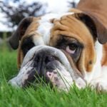Essential Info About Dogs and Skin Cancer
