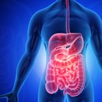 Abdominals Anatomy: Digestion and More