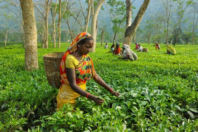 woman in india harvesting assam tea