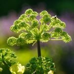 The Many Therapeutic Benefits of Angelica
