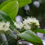 The Marvelous Benefits of Myrtle