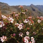 The Health Benefits of Buchu