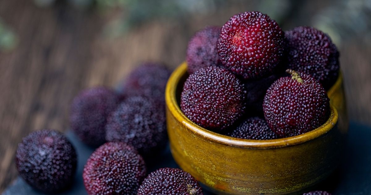 Healing Properties of Bayberry Facty Health