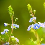 Herbal Healing: The Many Benefits of Germander