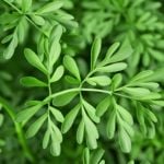 Rue: An Ancient Herb with Health Benefits