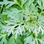 Research Into the Benefits of Wormwood