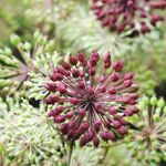 Benefits of Using Aralia