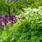 The Many Benefits of Cicely