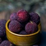Healing Properties of Bayberry