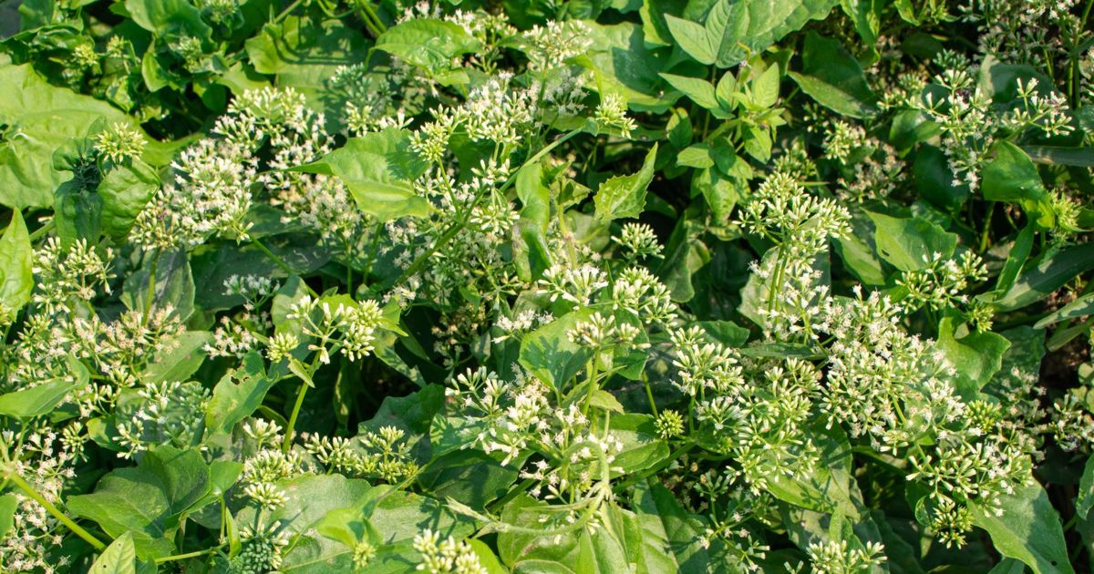 Invasive or Invaluable? Bitter Vine as Medicine Facty Health