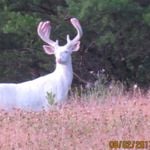 Here's Why Camera Trap Photography Is the Absolute Best