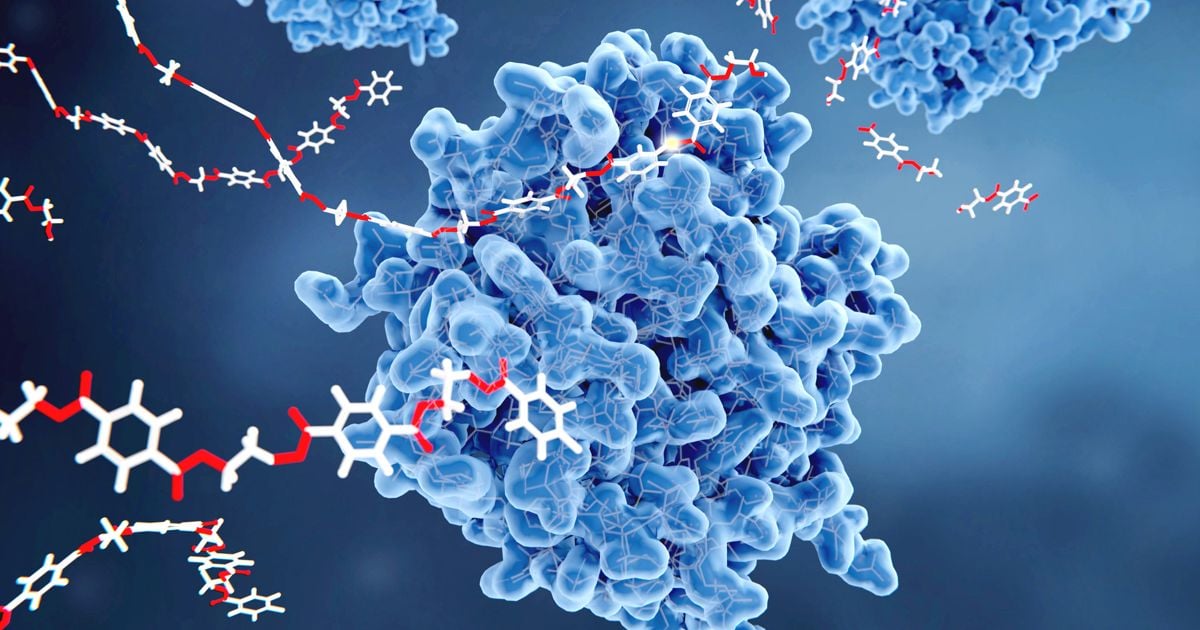 10 Facts About Enzymes Facty Health