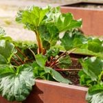 Oxalate Foods And Their Effects on the Human Body